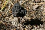 PICTURES/Woods Canyon Lake/t_Black Shroom3.JPG